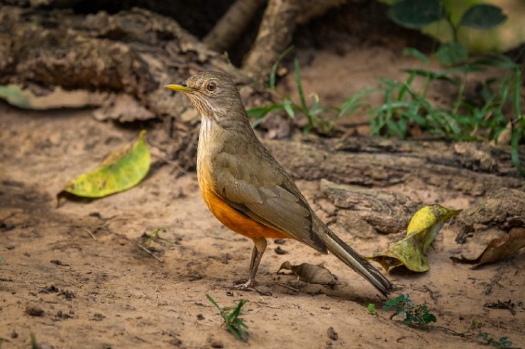 012 Noord Pantanal, roodbuiklijster.jpg